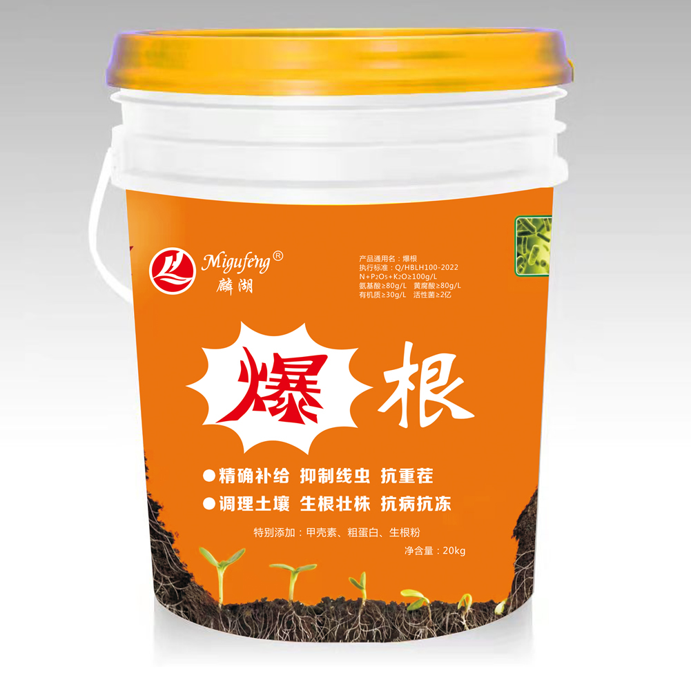 爆根